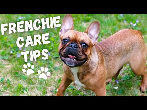 10 Tips | How To Take Care Of A FRENCH BULLDOG