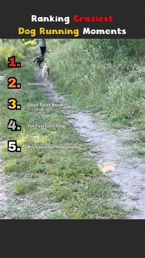 Ranking Craziest Dog Running Moments