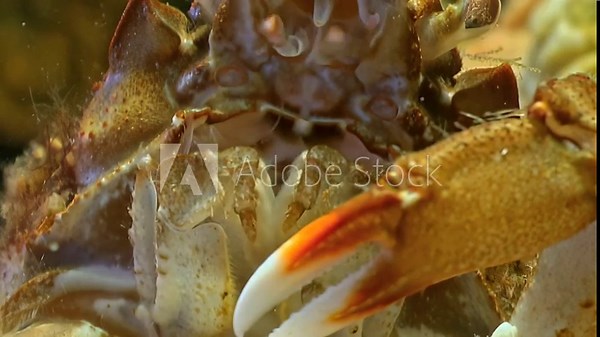 Close-up of crab mouth, crab eats fish in clear water. Fish became prey for crayfish. Crab feeding behavior, crustacean predation in ecosystem of underwater White Sea.
