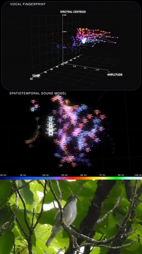 Lucio Arese on Instagram: "See link in bio ☝️ for the YouTube video I just posted on YouTube a wrap up of my most recent work using this beautiful blackcap I recorded time ago. It contains five different modules, you can see two of them on this reel. Working hard to push the boundaries in audio visualization, analysis and interaction. More to come. Created with Touchdesigner. #blackcap #bird #birdsong #touchdesigner #realtime #audio #datavisualization"