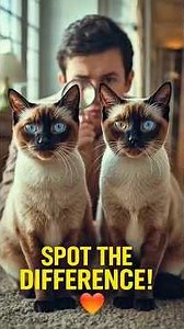 You Won't Believe How Rare Cat Twins Are! ❤️ #catfacts #cats