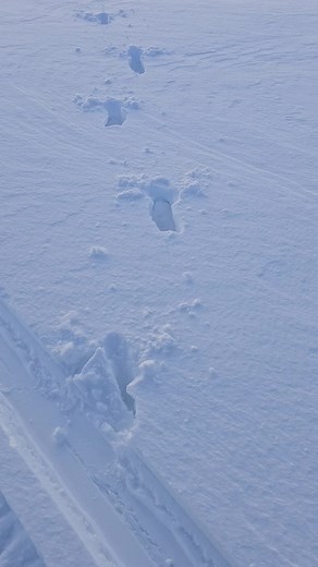 There's a moose on this island I'll try scaring it off tomorrow #fyp