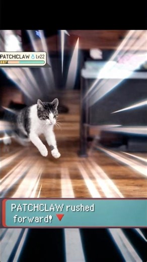 Cat Rushes to Orange Cat in Pokémon! - FurArena #funnycats #pokemon #irlpokemon