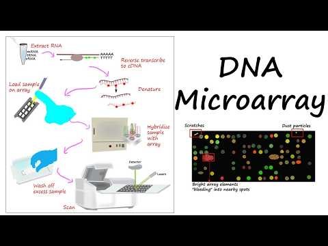 DNA Microarrays For Gene Expression Analysis #molecular biology #genetics #biotechnology