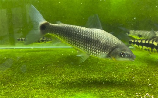 骑士中的巨人———大头巨兔脂鲤（Megaleporinus macrocephalus）