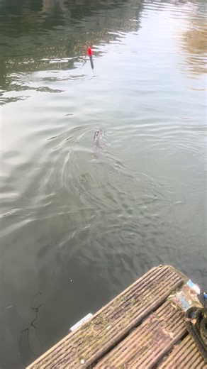 Catch a 20lb Northern Pike with Live Bait