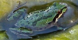Pacific Chorus Frog