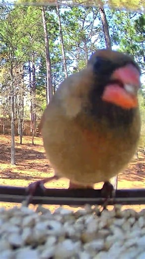 Female Cardinal Finds the Safflower Seeds 🐦🌻