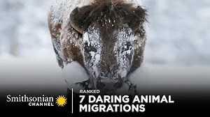 7 Daring Animal Migrations | Smithsonian Channel | Smithsonian Institution