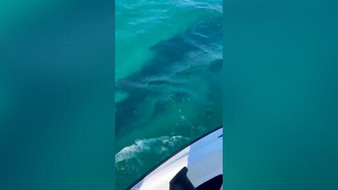 Haifa closes all beaches after possible whale shark sighting; similar sightings reported nationwide