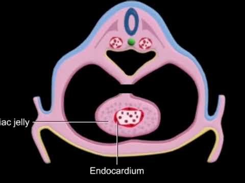 Embryology, heart tube and cardiogenesis