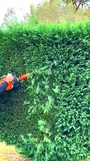 15K views · 211 reactions | Satisfying hedge trimming #hedge #hedgetrimmer #hedgetrimming #satisfying | Harry E. Custis | Facebook