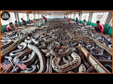 Amazing : Chinese Farmers Raise And Process Millions Of Snakes This Way | Food Factory