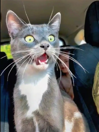 🤣Funny Animals 2026🤣Funny Cats video🐱 part-20 #funnyanimals #funny #funnycats