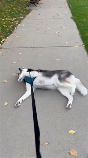 Husky refuses to leave the sidewalk #Husky #FunnyDogs #DogLife