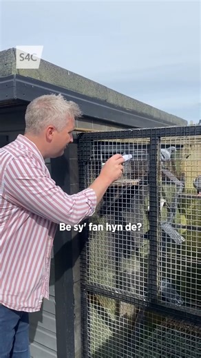 📨👀 🐦 Cefn Gwlad: Colomennod Cefni 📺 Nos Lun | 21:00 | Cefn Gwlad