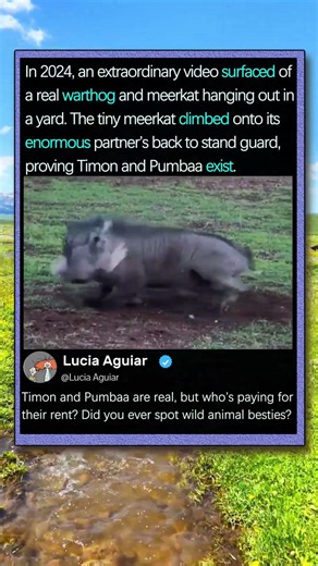 Proof Timon and Pumbaa Actually Exist in Real Life! #Animals #Funny #Wildlife