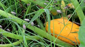Squash bugs infesting a yellow summer squash plant in a garden