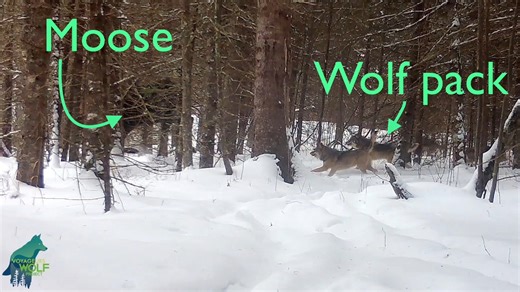 Voyageurs Wolf Project on Instagram: "Crazy footage from about a week ago: a large wolf pack chasing a bull moose! Unfortunately, for some unknown reason, the camera glitched out after recording for 2 seconds, something that rarely happens. However, the camera was back to working just fine the next minute as we caught some footage of a few wolves that were just behind the main group. Nonetheless, this is something we have never captured on camera before! The pack was not successful in this hunt.