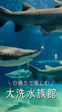 【一人旅】サメ飼育数日本一の大洗水族館🦈