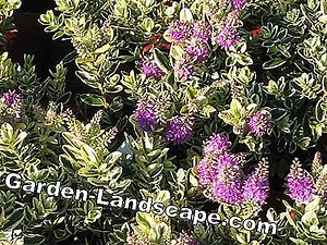 Plantas: Hebe, Arbusto Veronica - Plantas E Cuidados | 2025