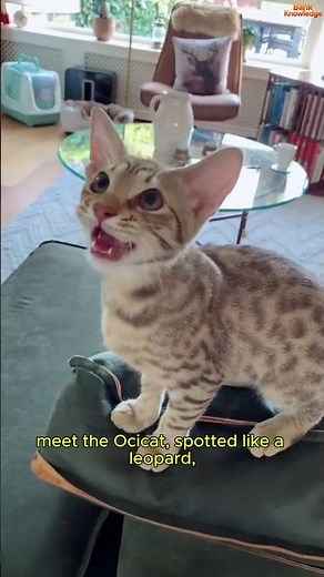 This Cat Looks Wild… But It’s Shockingly Friendly 😲🐆
