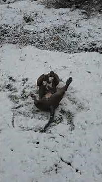 Pitbull Blue Nose Game Dog! #pitbull #bluenose #gamedog