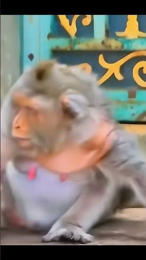 Life of Monkeys: Oh Baby Monkey Met the Wrong Hot-Tempered Monkey Mother