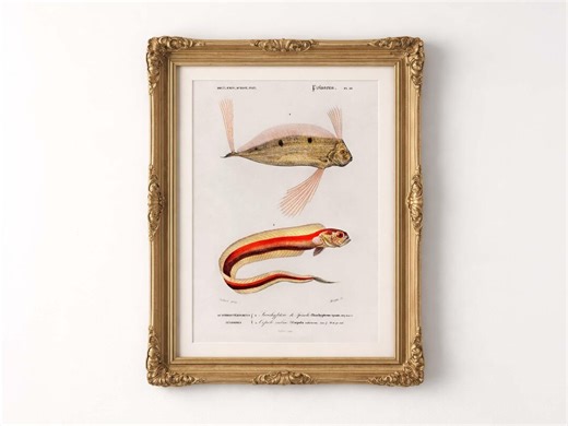 Vintage Fish Illustration Print 19th Century Scientific Marine Biology Art Natural History Poster - Etsy