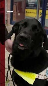 Major the guide dog retires after 10 years #BBCScotlandNews #GuideDog