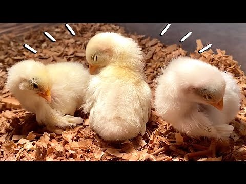ヒヨコからニワトリへ成長する瞬間の合図