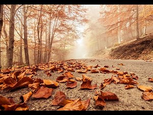 Eila Pellinen ~ TULE SYYSKUU 🎵🙄🌹🎵