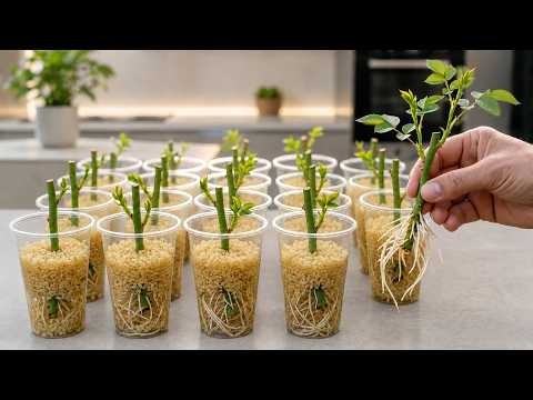 Roots Grow Crazy! Simple Rose Propagation Secrets Few People Know!