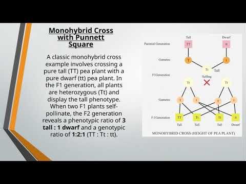 Mendelian Genetics