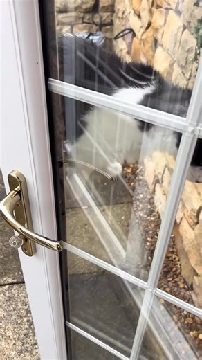 157K views · 6.3K reactions | Rocky is so light his weight can't push down the handle omg勺 (@carolynhannaway / tt) | Funny animal videos | Facebook