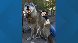 'Yuki' the wolf-dog captivates the world after sanctuary saves him from kill shelter