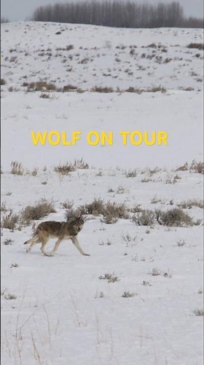 Febuary aka Wolf Mating Season is off to a hot start. #brushbuck