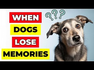 Senior Dogs: What Vets Want You to Know About Canine Alzheimer’s