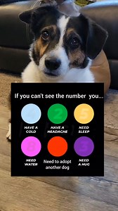 2M views · 2.4K reactions | The test doesn't lie... #doglove #rescuedogs #doglife #terrier #cutedog #dogadventures #travelpawsrepeat | Travel.Paws.Repeat | Facebook