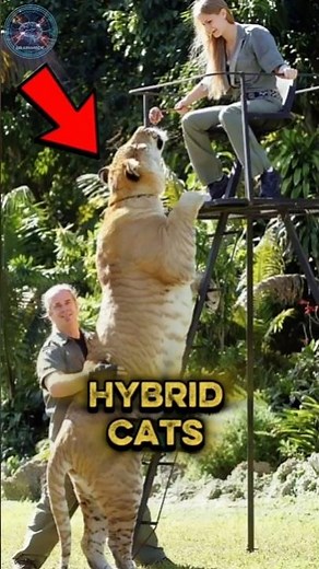 Liger vs Tigon: The Ultimate Super Cat 😳