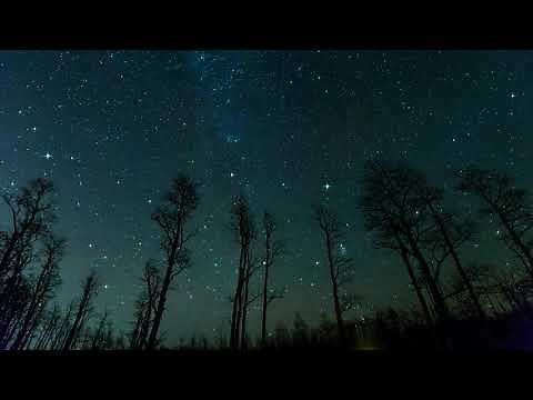 live wallpaper free . starry sky, trees, stars, background full HD 4K