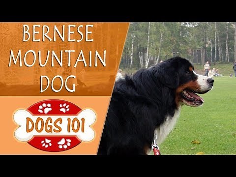 Dogs 101 - BERNESE MOUNTAIN DOG - Top Dog Facts About the BERNESE MOUNTAIN DOG