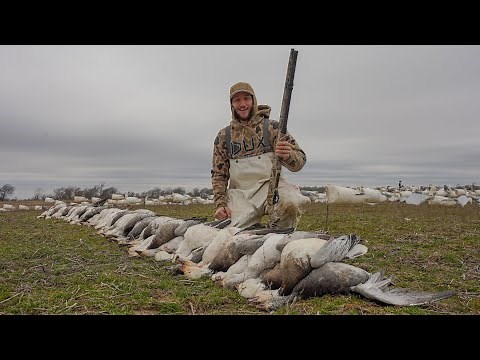 I Shot 100 Snow Geese in Arkansas Unexpectedly...