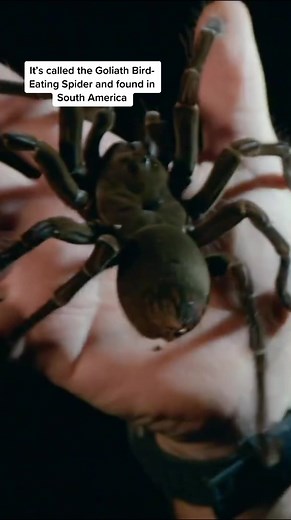 The worlds biggest spider #animalfacts #spiders #wildlife #fyp #bugs