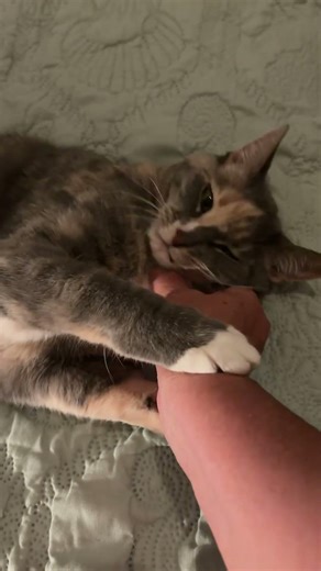 Playful cat loves grabbing my hand! #cutecatshorts #cat #cutepet