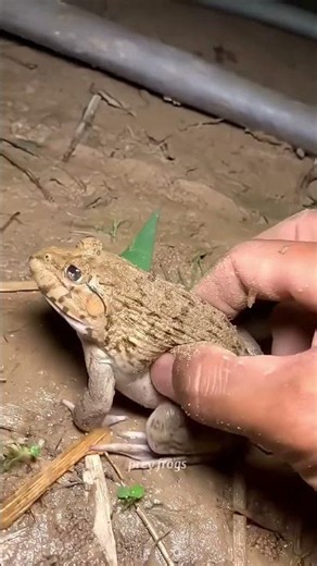Funny frogs Catching |Wep wep catching frogsfunny boing catch frogs make you laugh#shortsfeed
