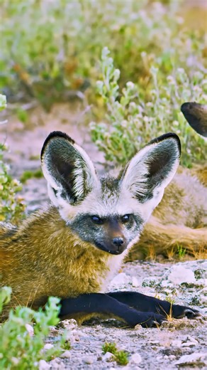 Meet the adorable bat-eared fox! Known for their large ears, these foxes thrive in Africa's dry grasslands. Fun Fact: Bat-eared foxes can eat up to 3,000 termites in just one night! #BatEaredFox #WildlifeFacts #AfricanAnimals | Listpull