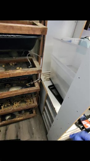 All of our live feeder rodents are bred in-house 🐭 No middlemen. No mystery suppliers. Just clean, healthy, consistent quality. That’s how we keep the best feeders in town and some of the best prices to go with them. We’re also actively expanding our breeding program so we can start stocking more of our own frozen feeders soon 👀 That means better consistency, better availability, and even better prices for everyone. Quality control matters. Your animals deserve it. . . . . . #reptilefeeders #f