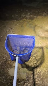 Low tide in the tide pools always hits ! #fyp#fish#tidepools#reels#adventure#aquarium#hawaii#hawaiifishing#viral#nature#animals#wildlife#ocean#marine#sealife#reeftank#funny#education#saltwatertank#coralreef | Hawaiifish55g