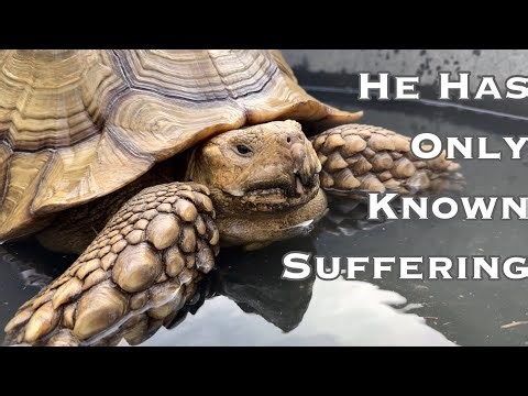 A Sunrise of Change (Two Tortoises. One Day) #joshuatreereptilehaven #sanctuary #reallife